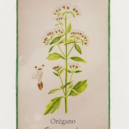 Arte De Cozina Antequera